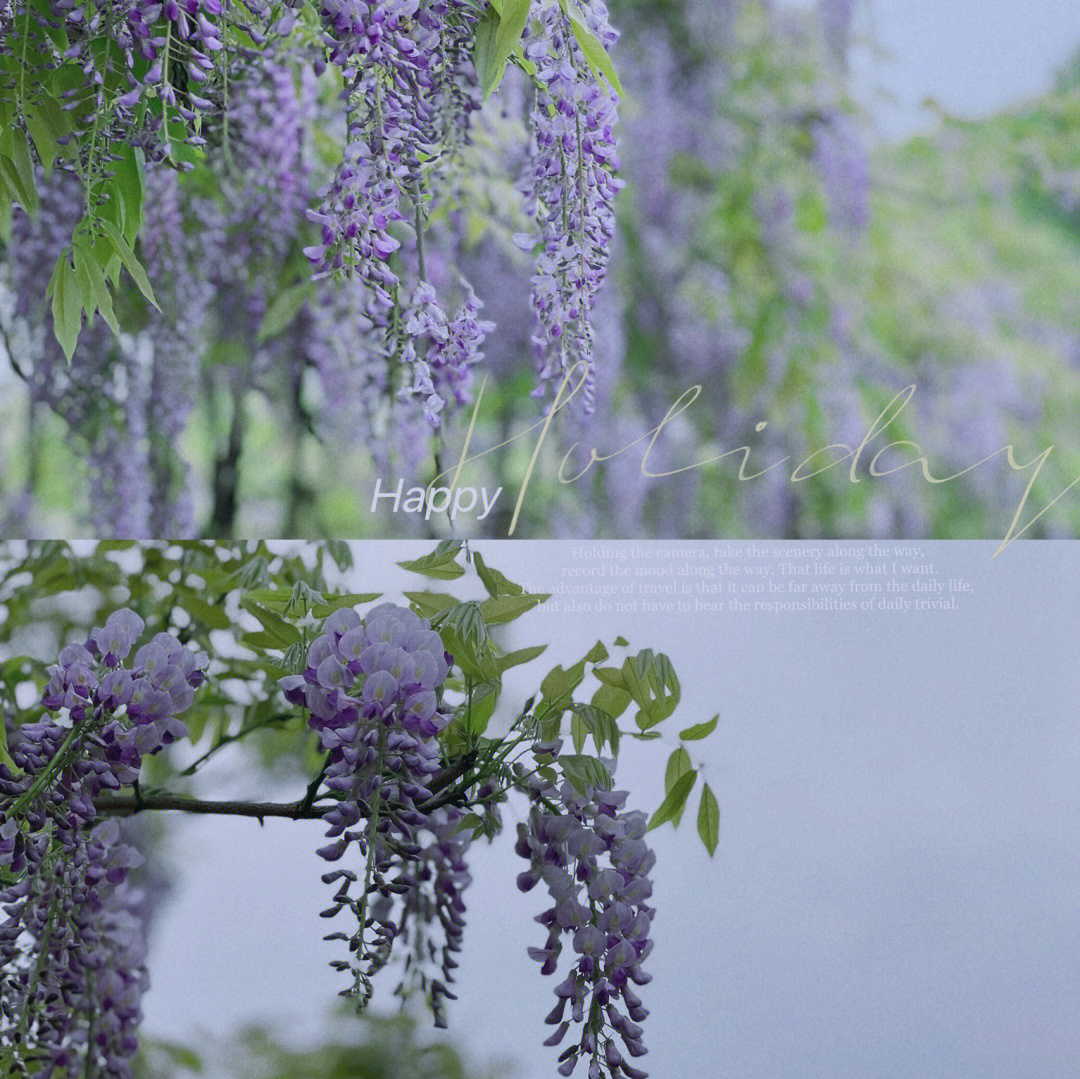 紫藤花样子描写图片