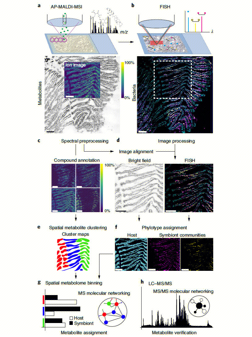 质谱成像技术(mass spectrometry imaging msi)结合质谱分析和影像