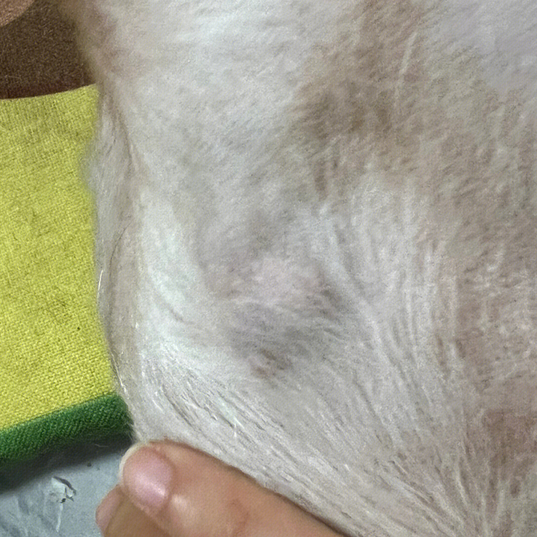 狗狗乳腺肿瘤