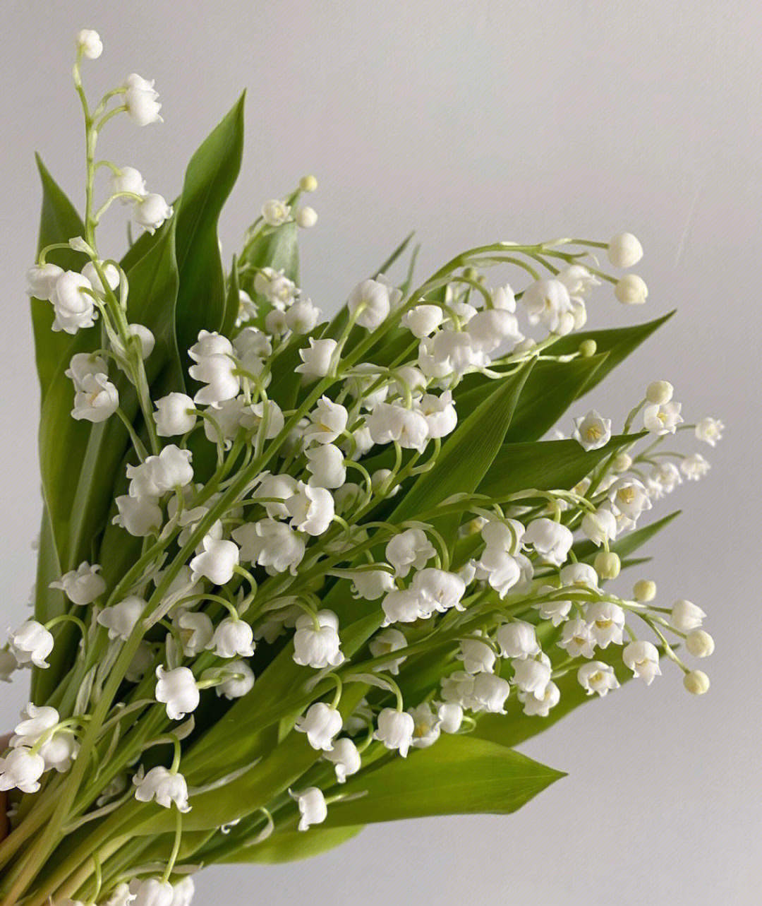 每周识花被称为天价手捧的花材之铃兰