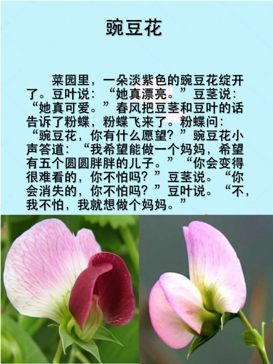 豌豆花雄蕊图片