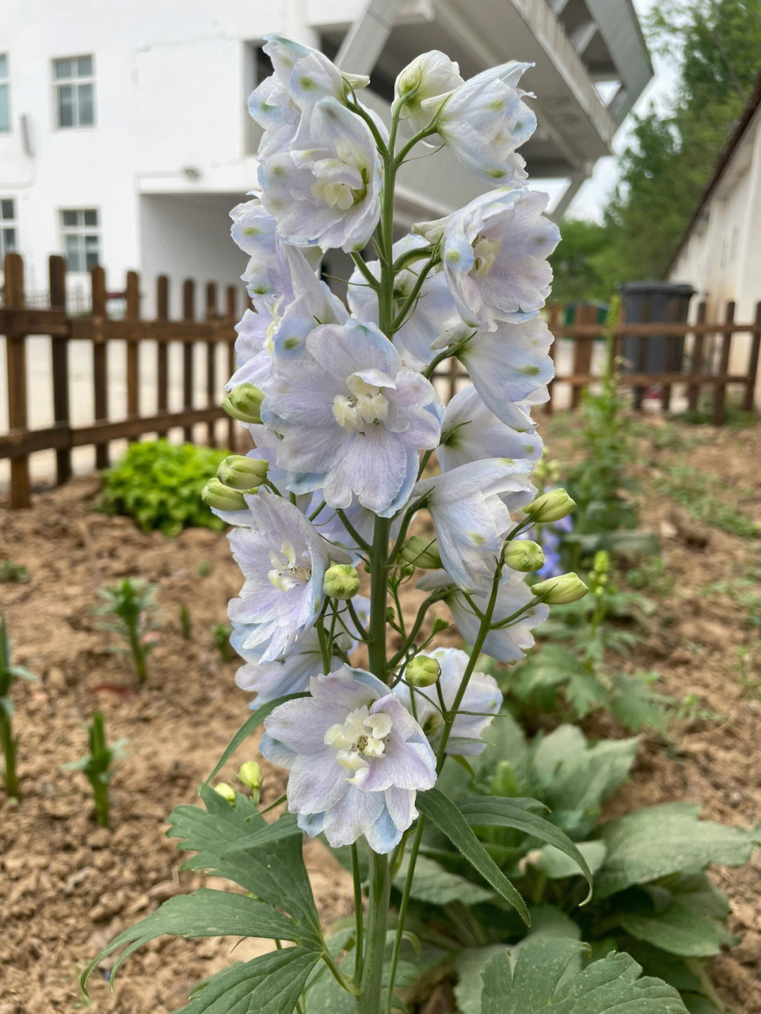 大花飞燕草种植方法图片