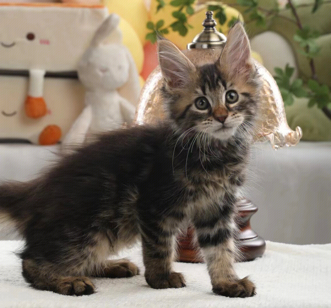 缅因猫幼猫图片三个月图片