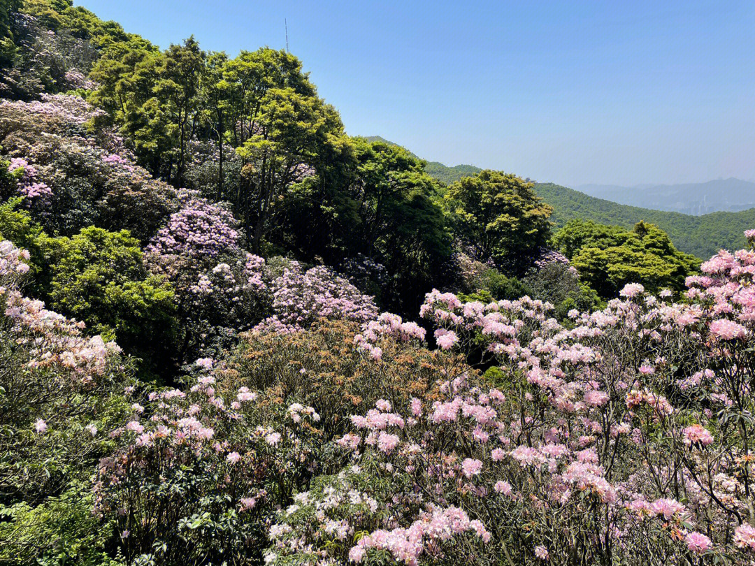 梧桐山毛锦杜鹃