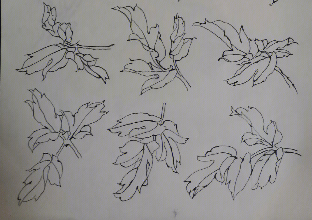 牡丹花的叶子简笔画图片