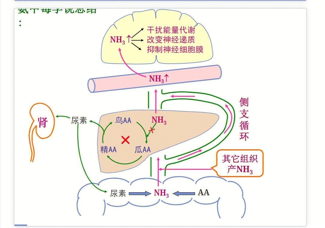 实验性肝性脑病