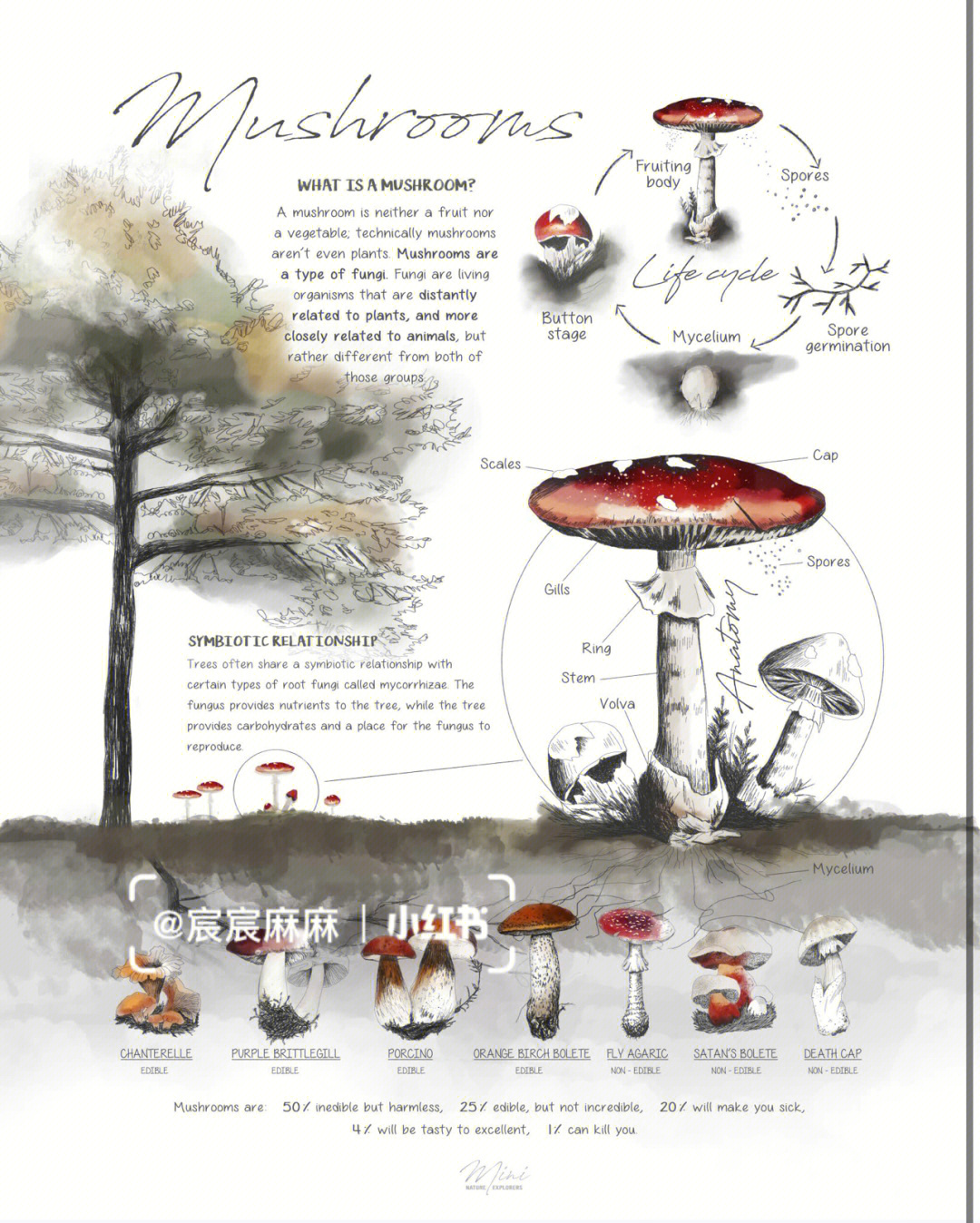 早教素材蘑菇生长周期