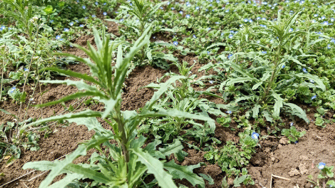 面条阔野菜吃法大全图片