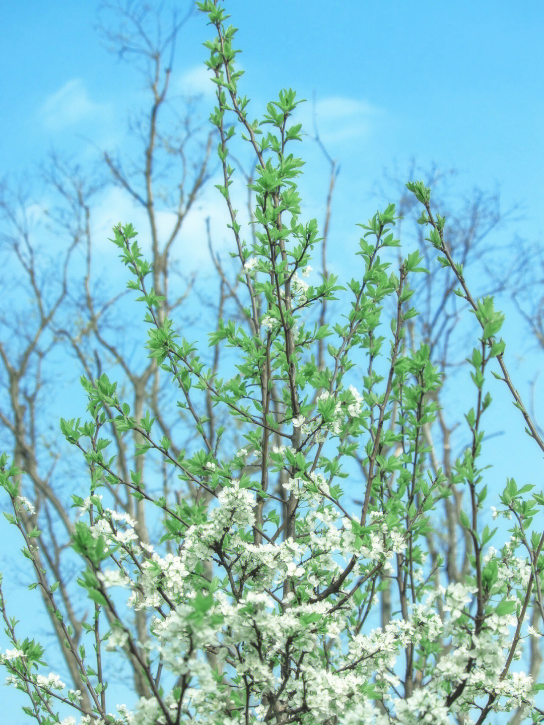 春天植物图鉴梨花与杏花清白与嫣然的邂逅