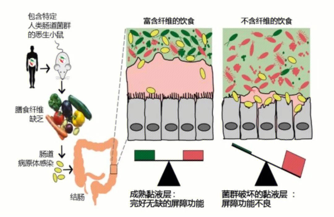 怎么让肠道菌群更健康