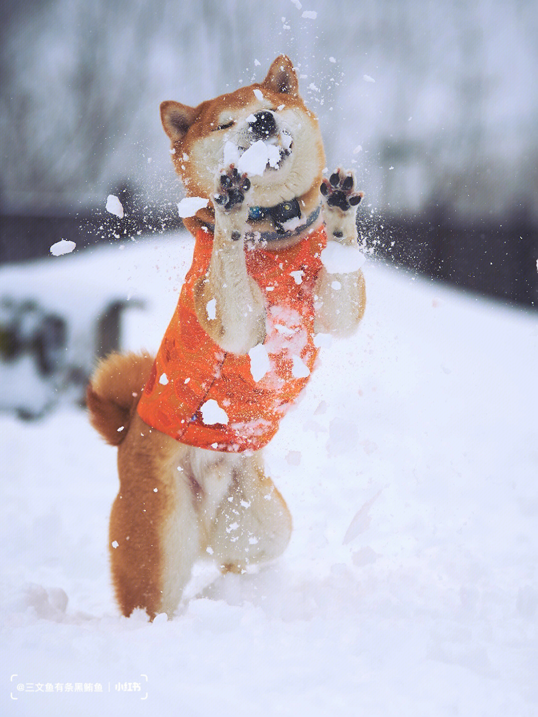 我真的太爱小狗们在雪地里快乐的样子了.