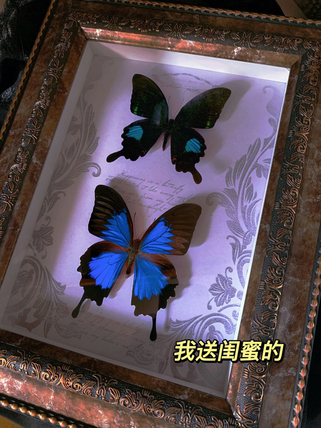 自从上次去「拾光纪」(p3)看到以后就心心念念了很久想买蝴蝶,一看到