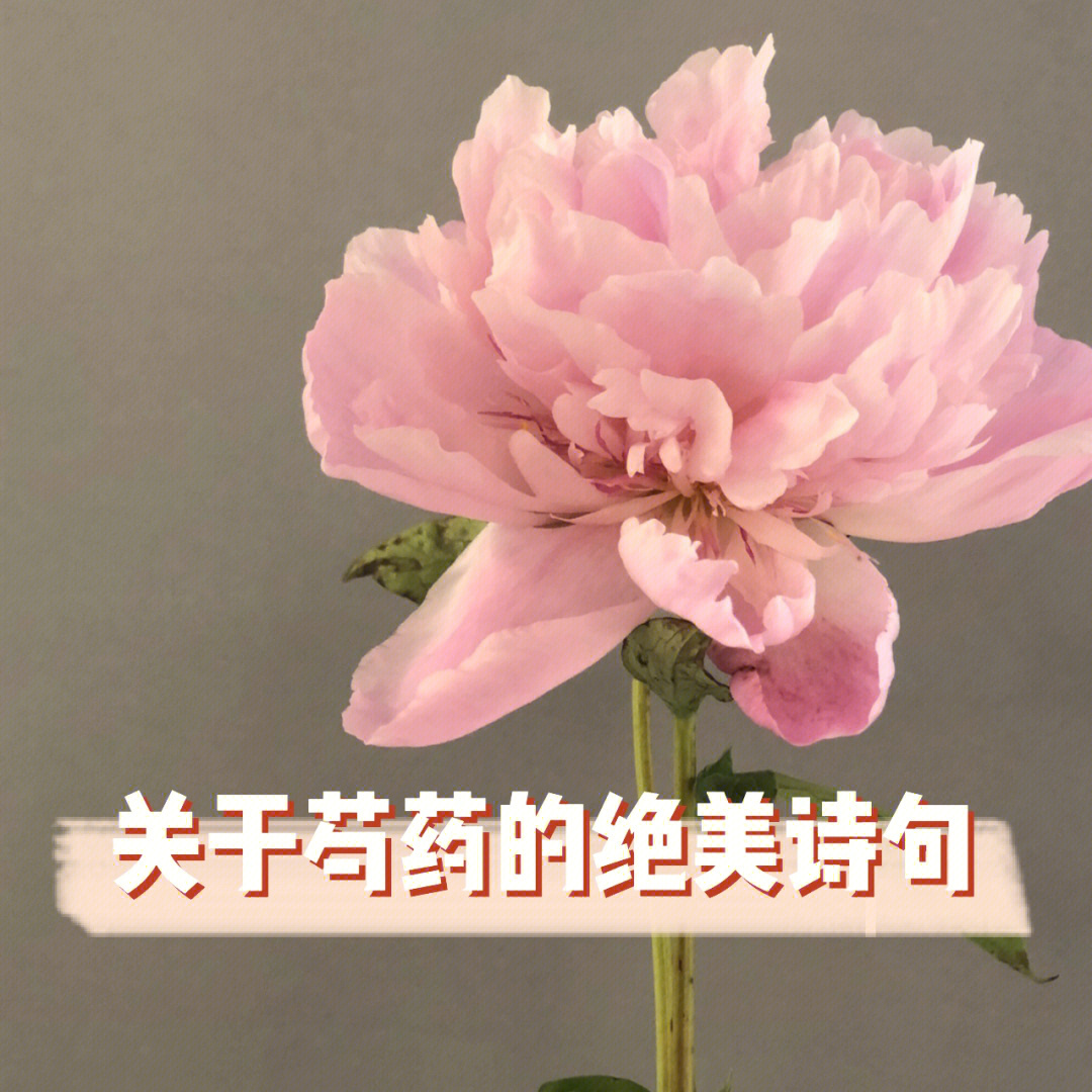 古人形容美女还有立如芍药,坐如牡丹的句子,可见芍药花自古以来在