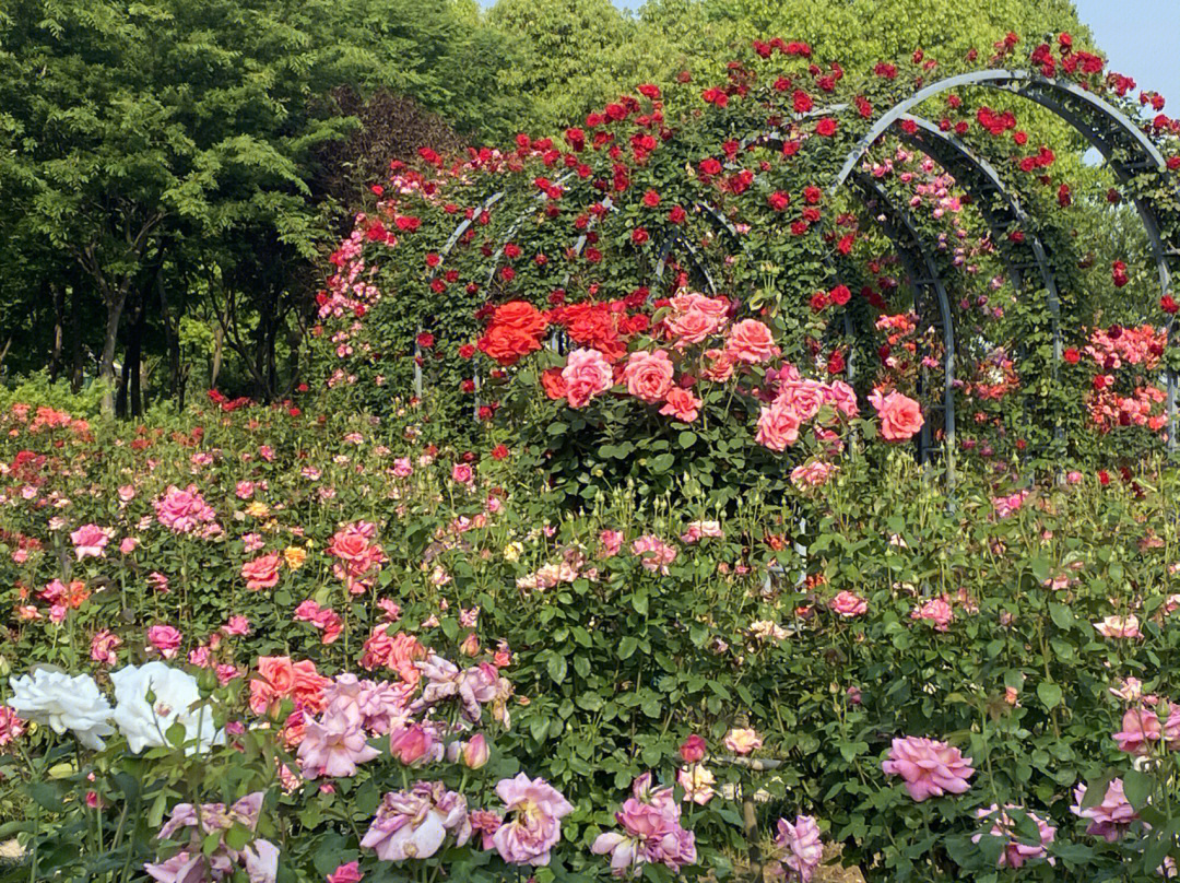 花朵簇簇造句图片