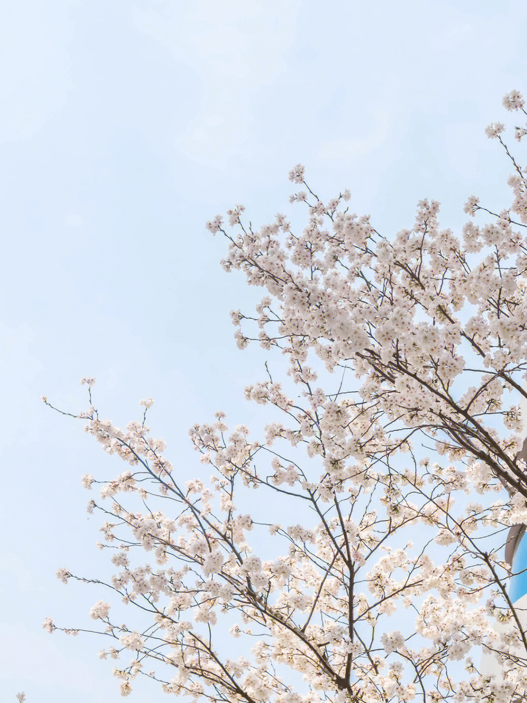 南昌樱花季满城樱花盛开