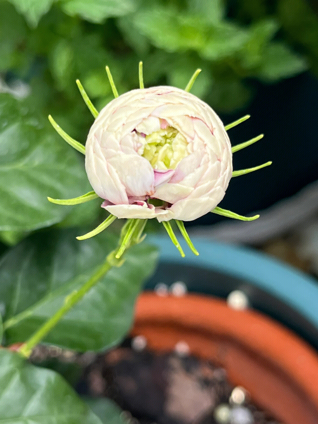 虎头砬子花图片及价格图片