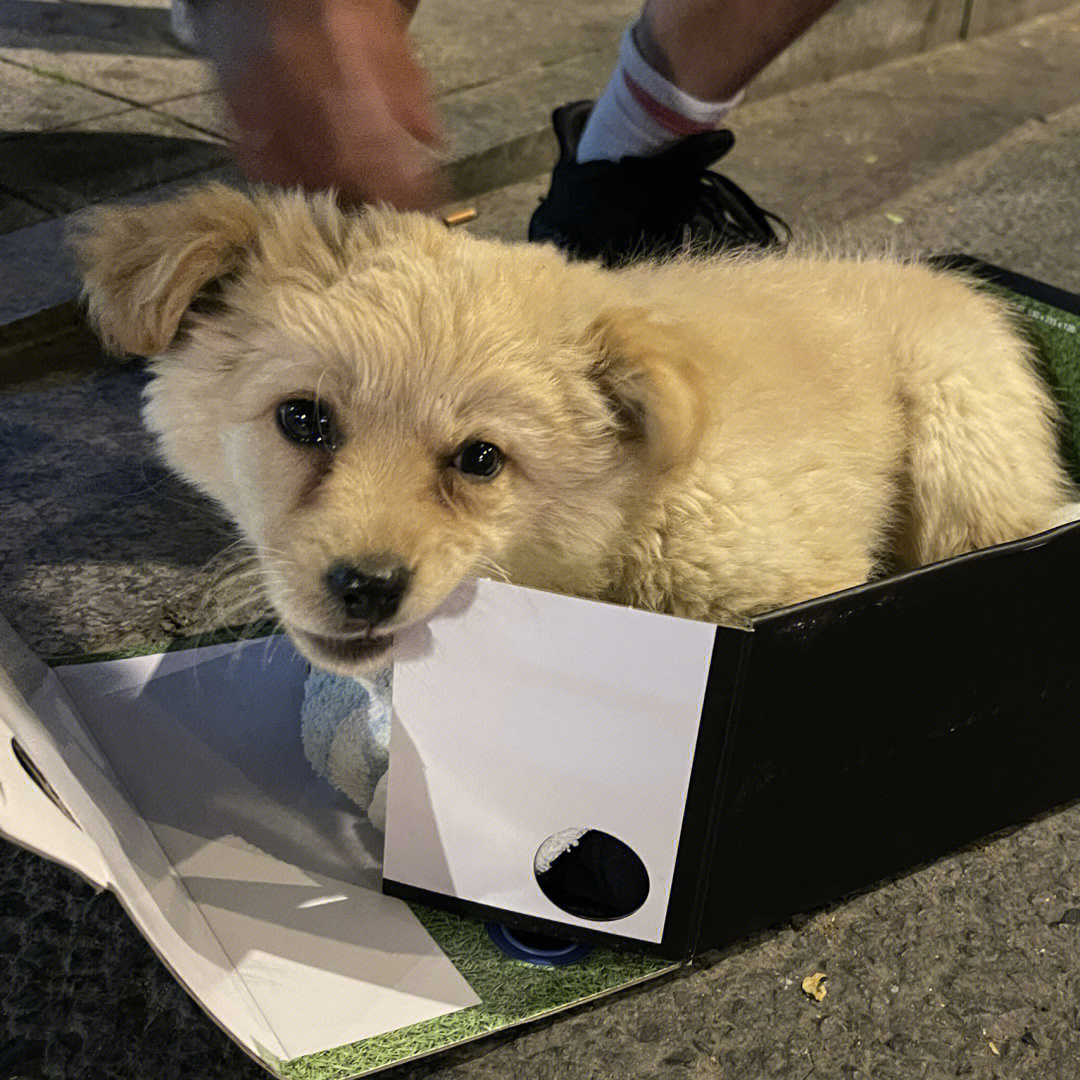 苏州流浪狗救助