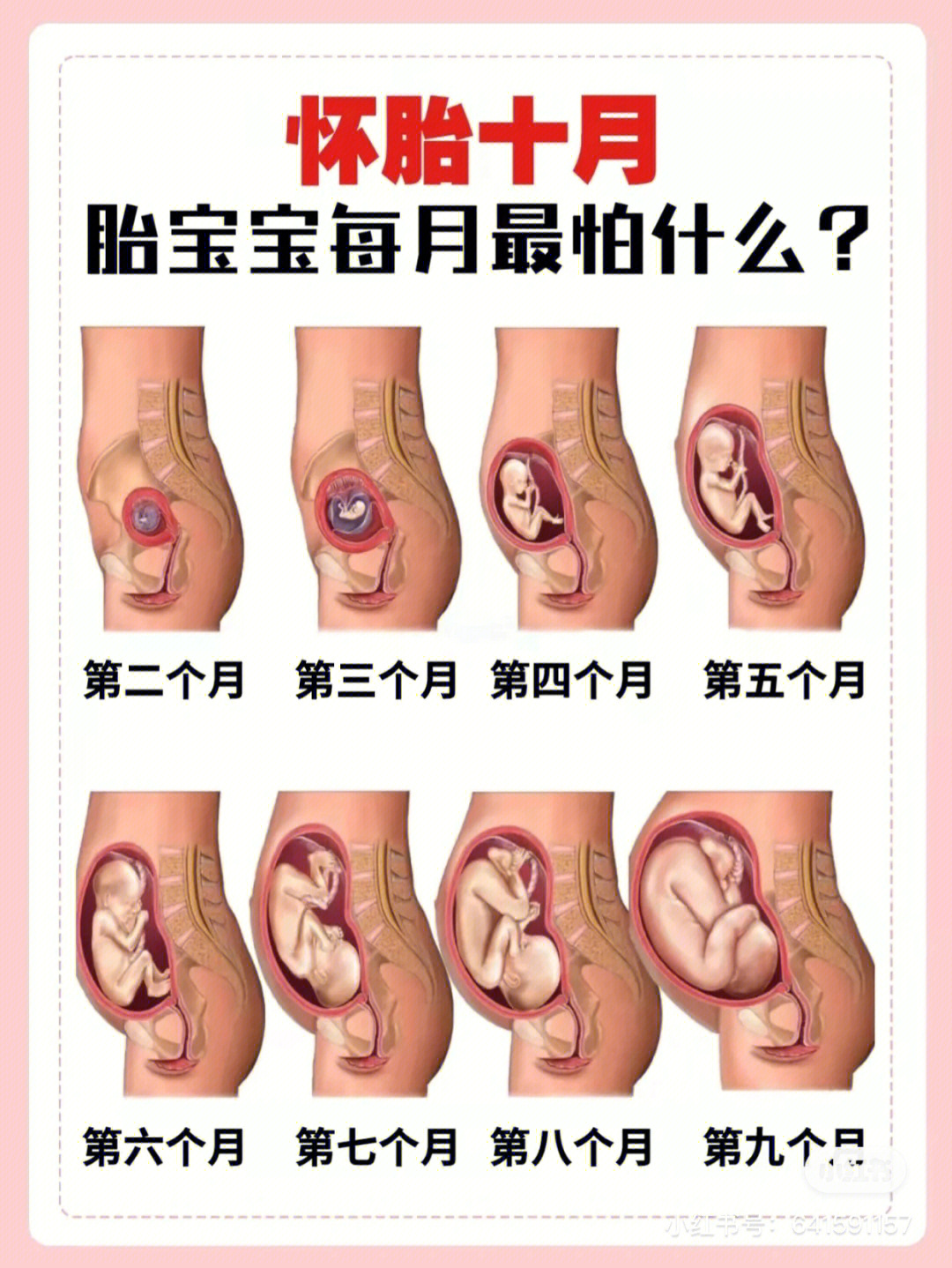 孕36周胎儿发育标准表图片