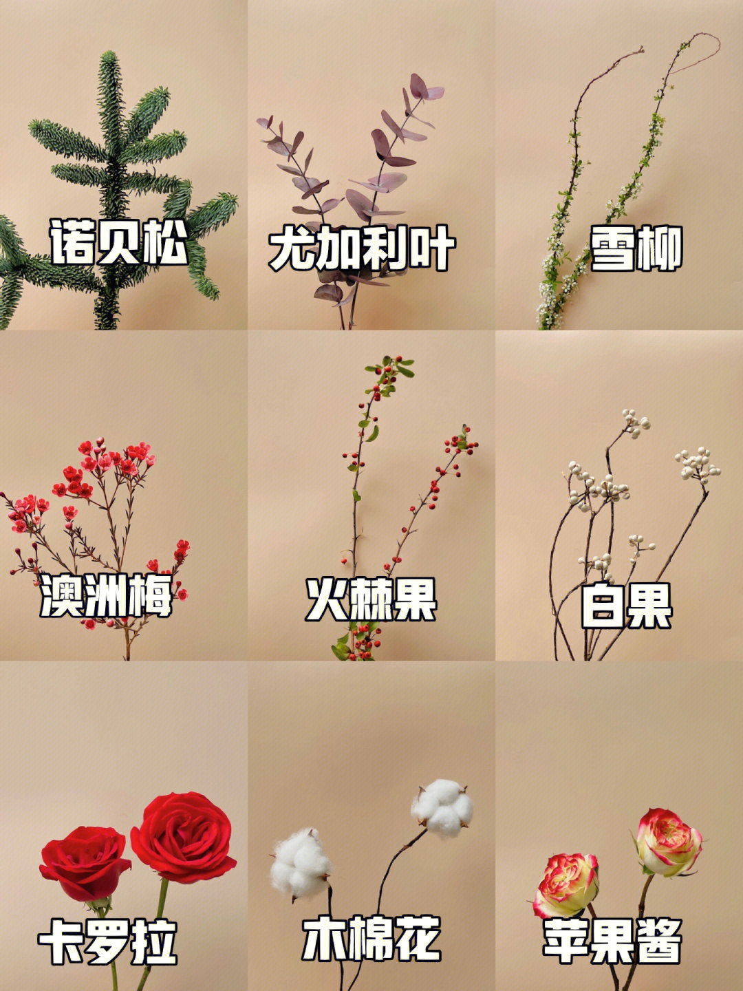 花语:愿你今生,丰盈无忧26615 秋色尤加利叶油画的质感花语:大地