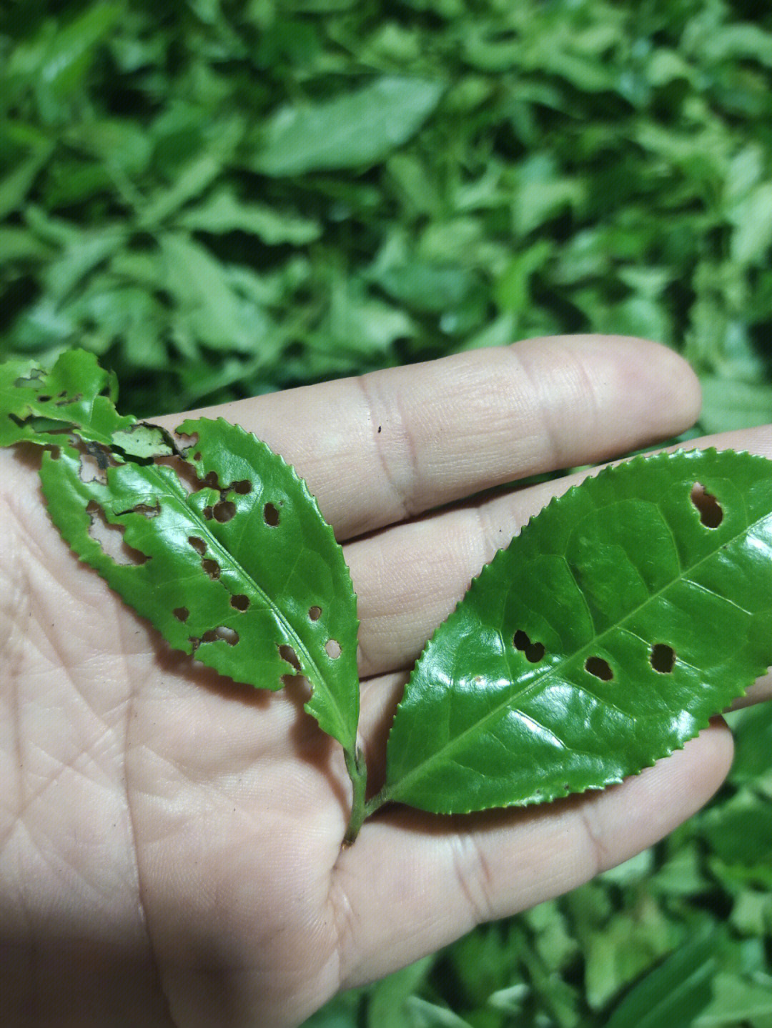 高山野茶图片