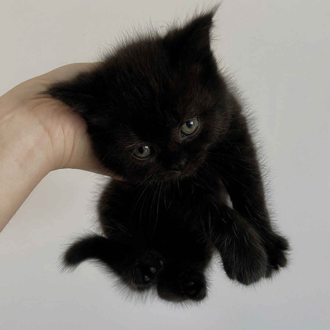 黑羽川猫的样子图片