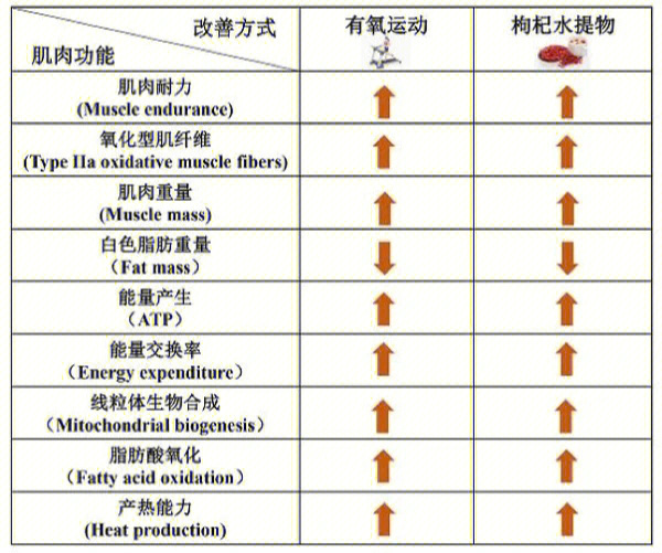 枸杞能增加肌肉耐力