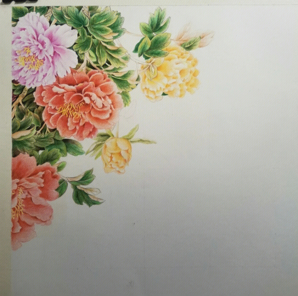 牡丹花手绘彩铅图片