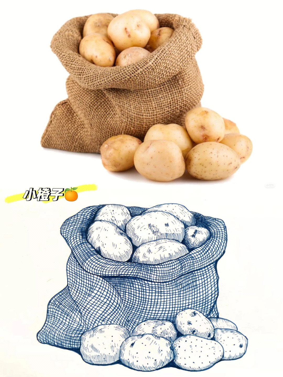 土豆美食画画图片