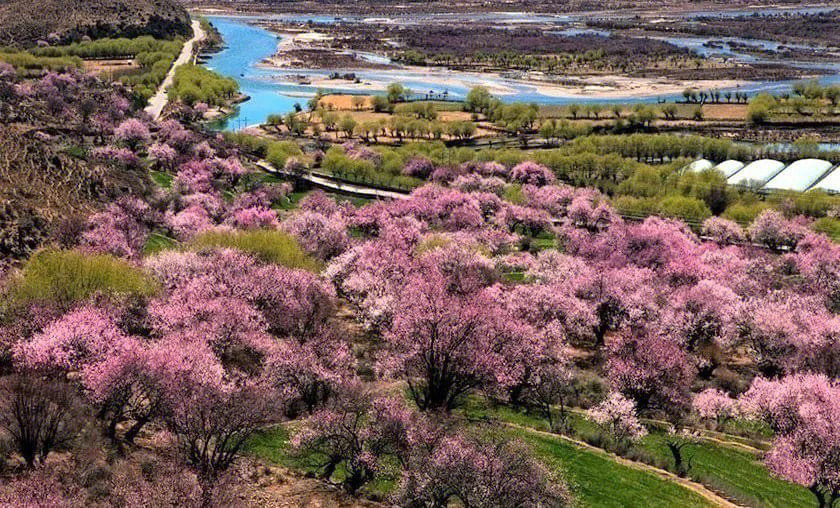 林芝桃花时间图片