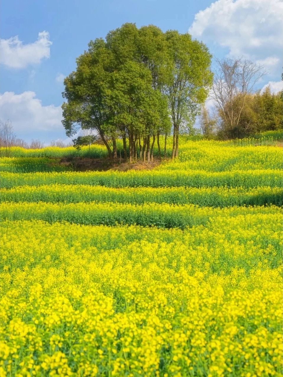 马鞍山森林公园油菜花图片