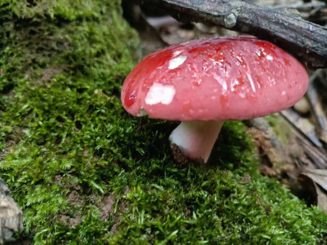 野生大红菌新鲜出炉