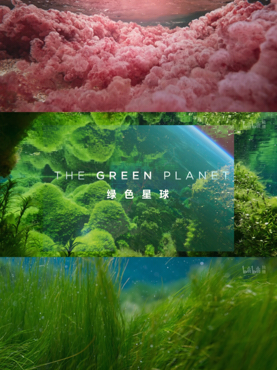 绿色星球 王莲图片