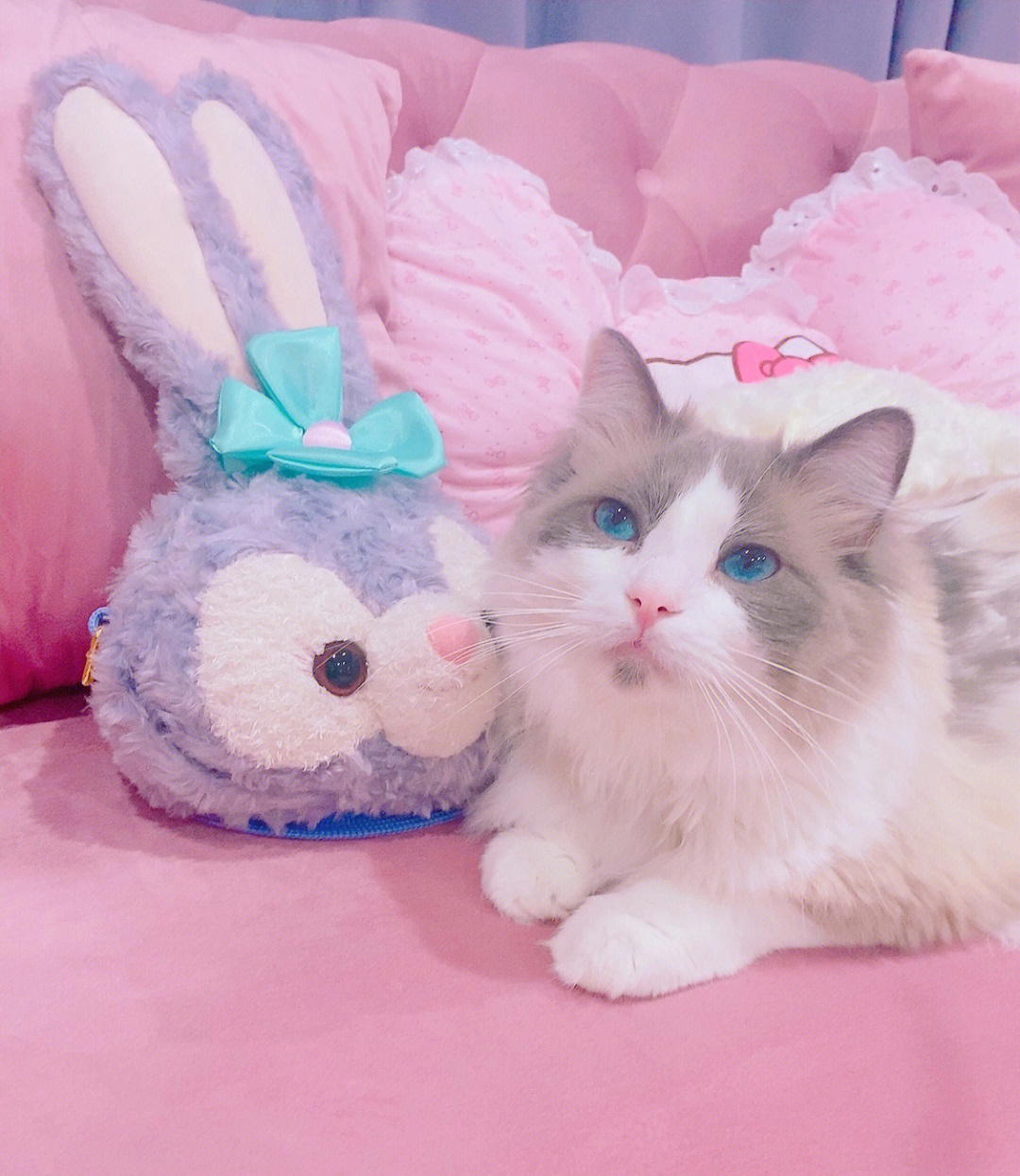 星黛露旁边粉色的猫图片