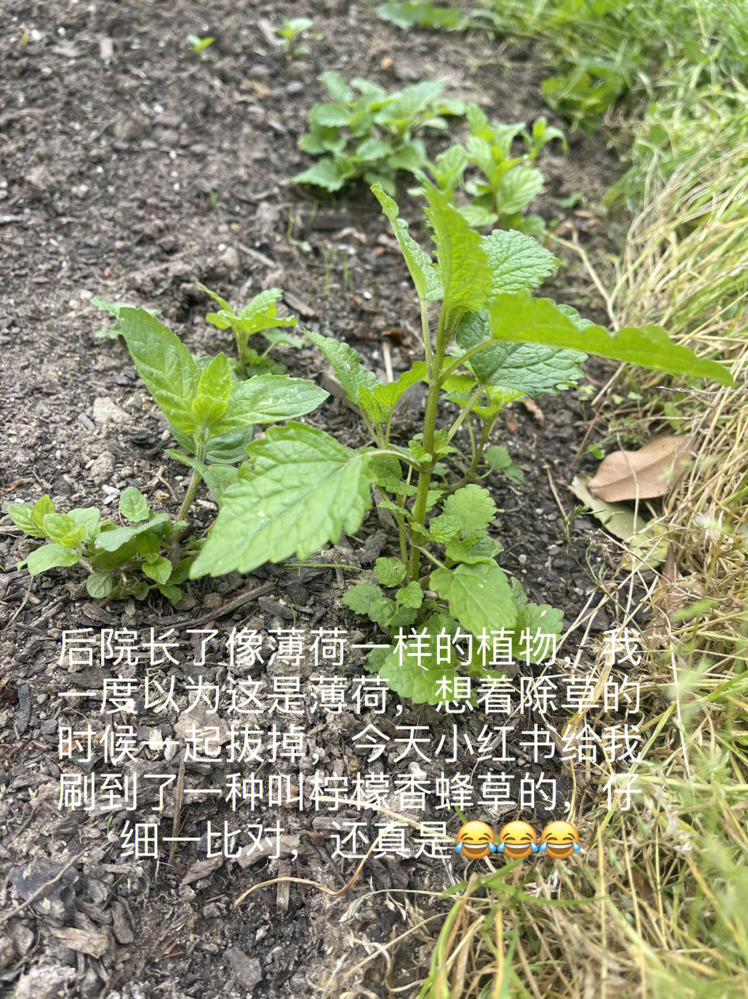 柠檬香蜂草