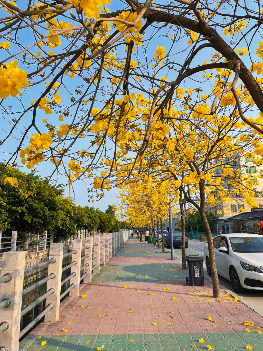 黄花风铃木和木棉花图片