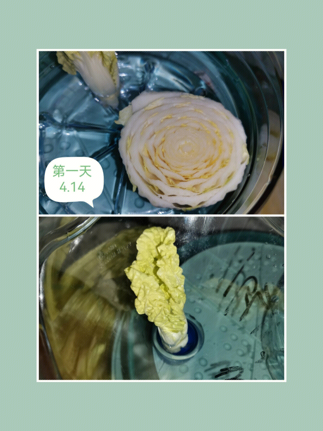 水培白菜根的过程图片图片
