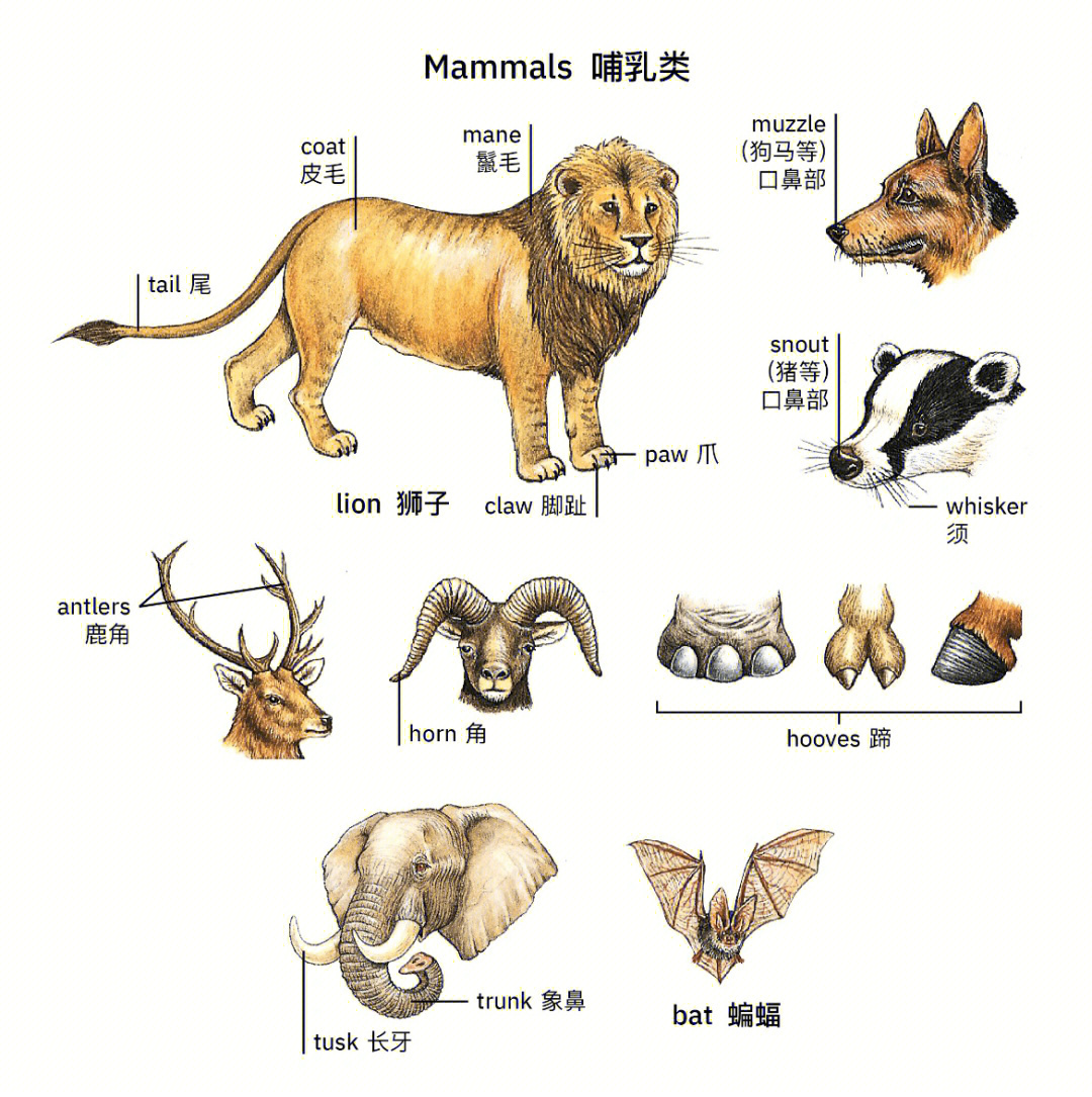 基础动物身体部位