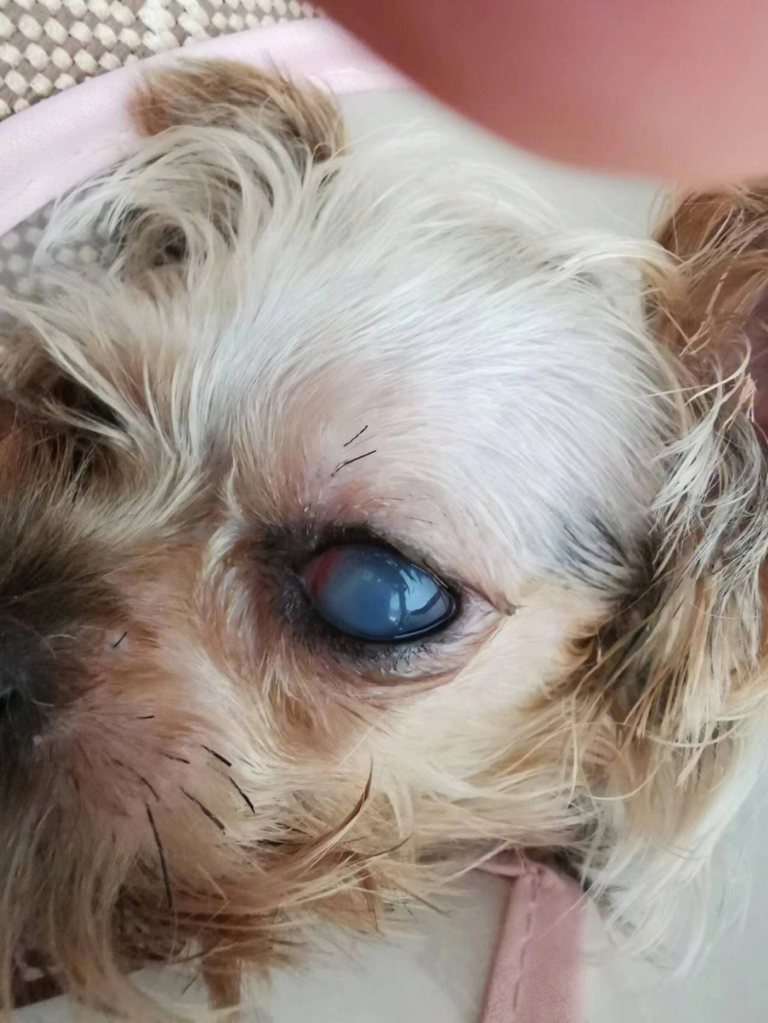狗狗眼角膜遮住眼睛图片