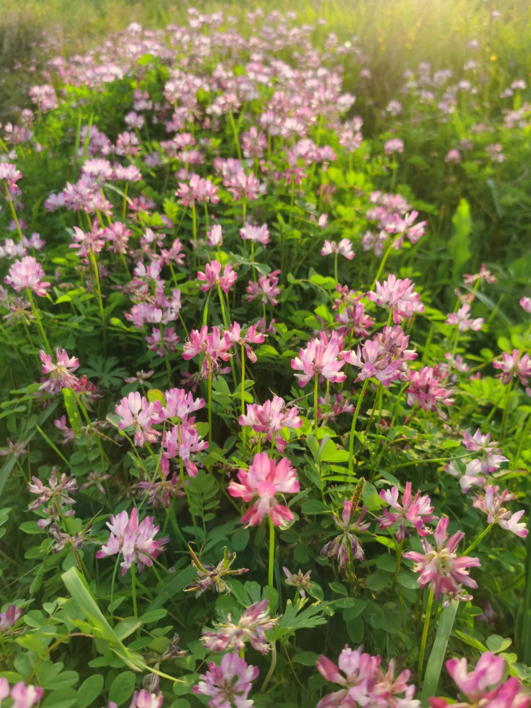 缀花草籽图片