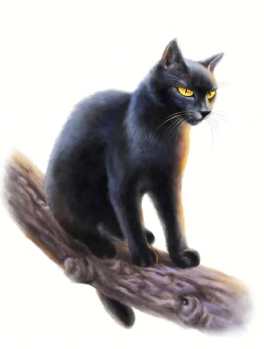 猫武士黑脚图片