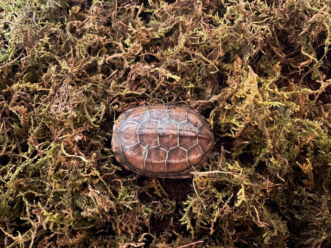 乌龟为什么冬眠图片