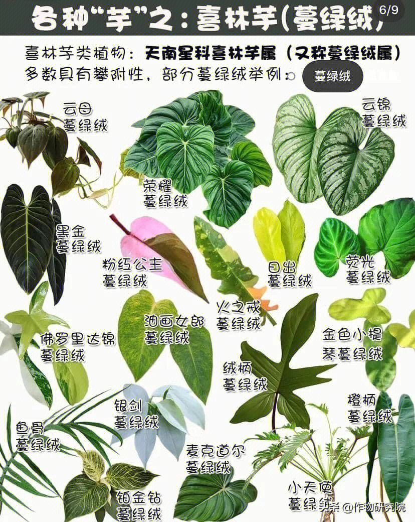 合果芋品种大全图片图片