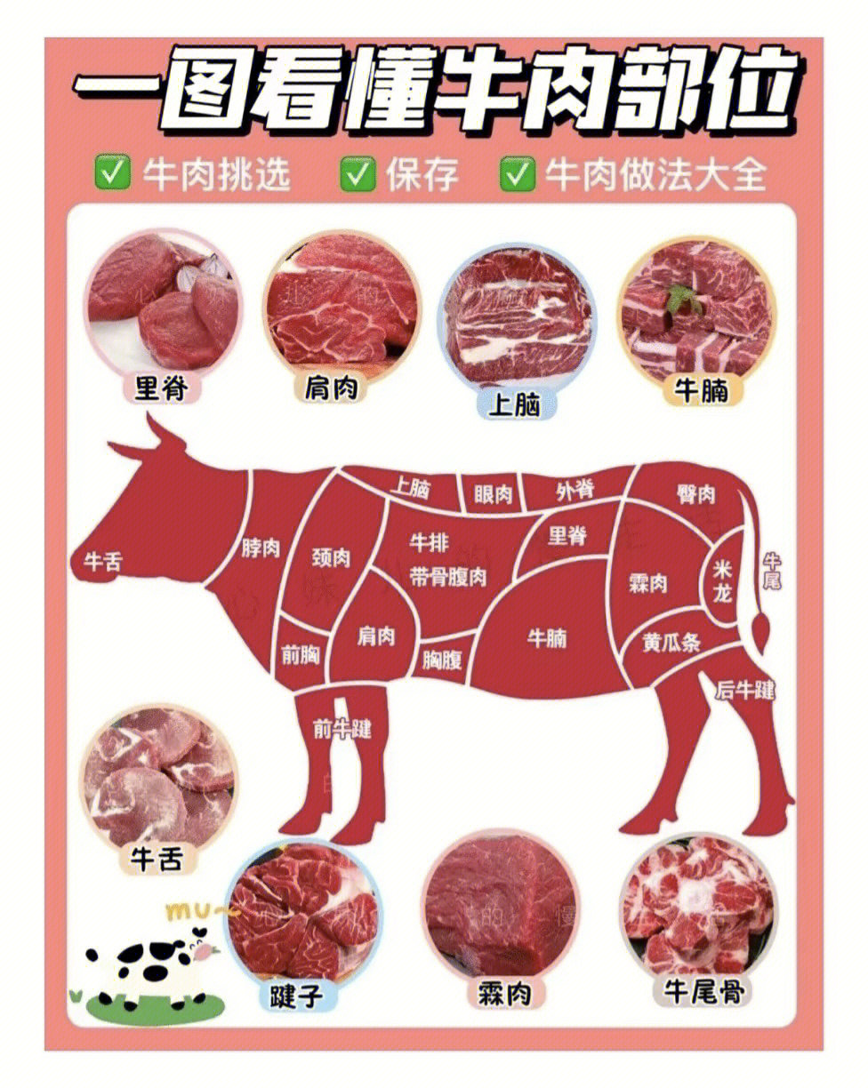 牛肉六分体位置图图片