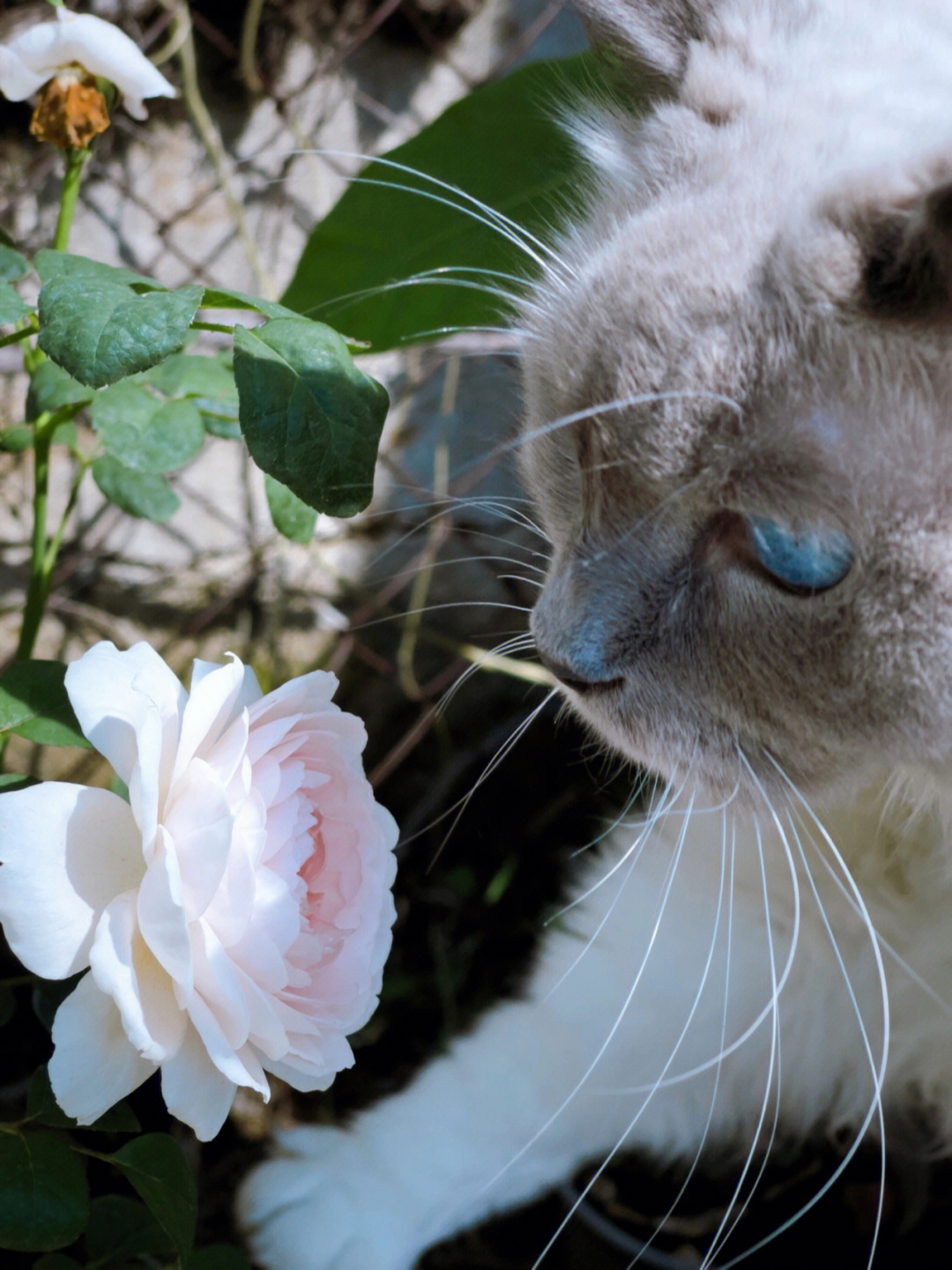 花猫脸女孩图片图片