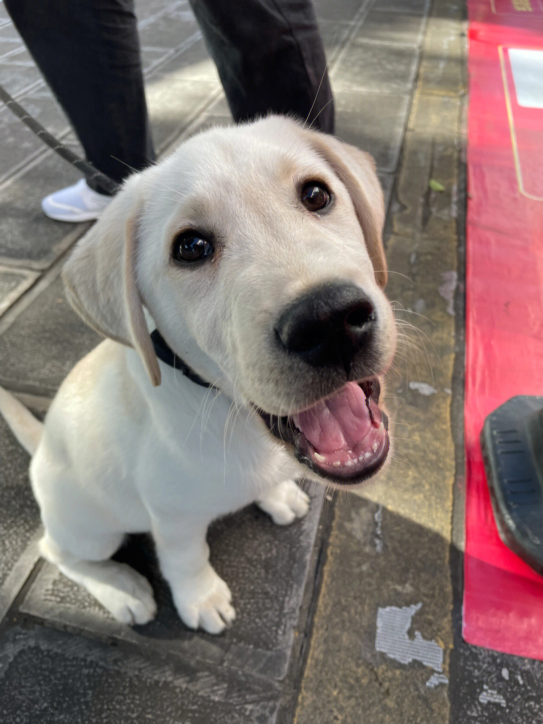 拉不拉多幼犬