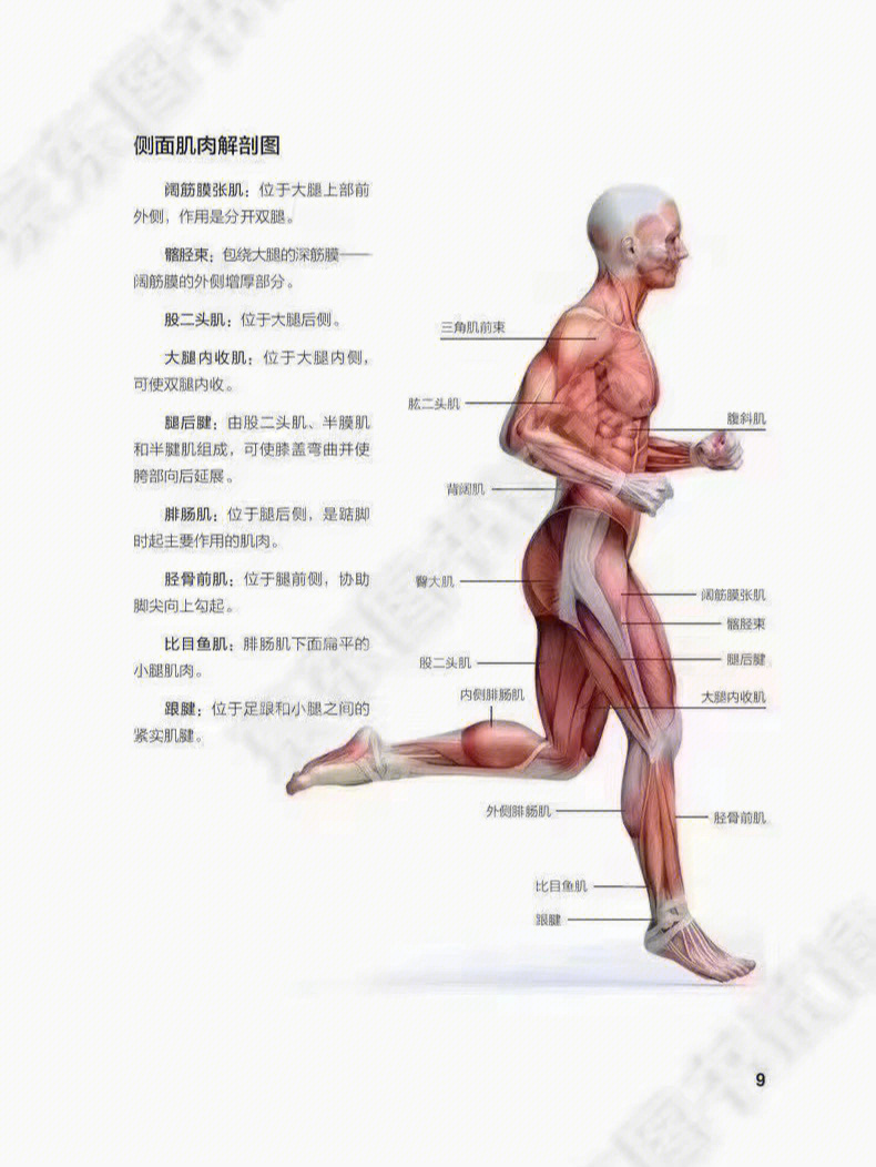 肌肉组织结构简图图片