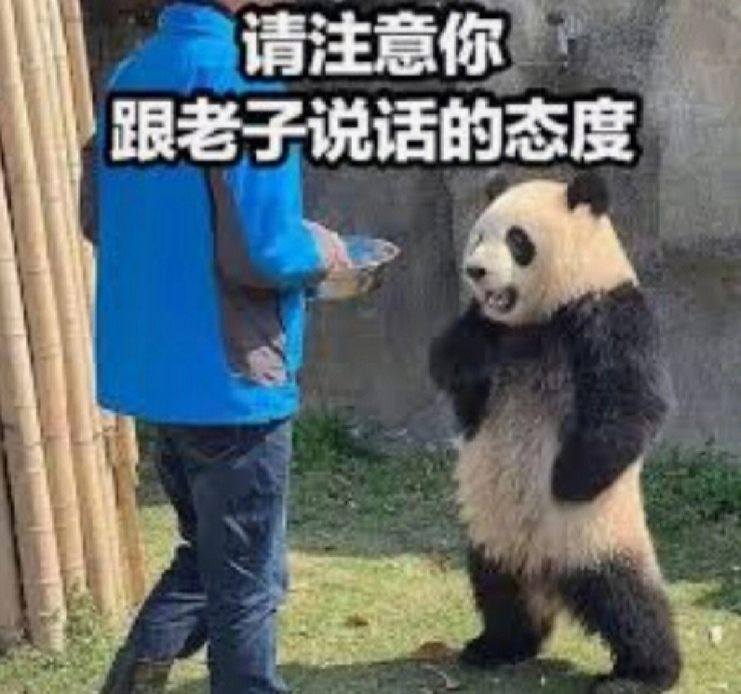 熊猫表情包