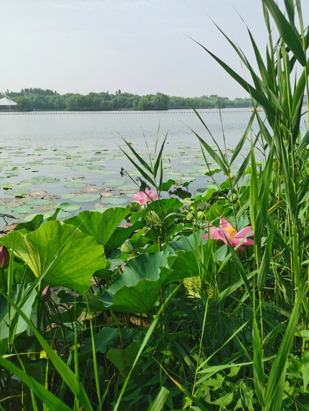 南湖游览风景图图片