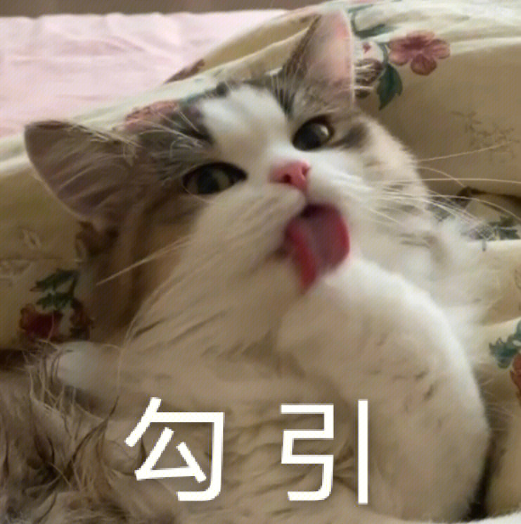 猫猫表情包 刺激啊图片