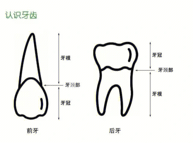 牙骨质牙本质界图片